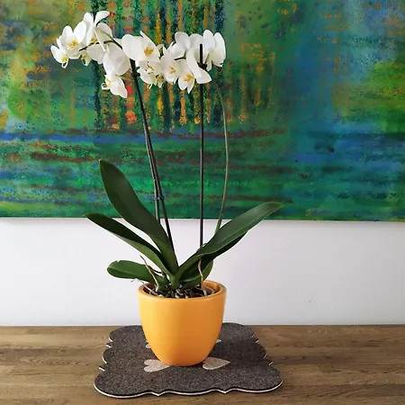 Design -garden & Comfort Bratislava