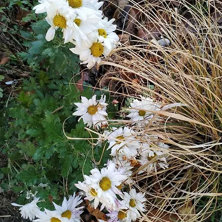 شقة Design -garden & Comfort براتسيلافا